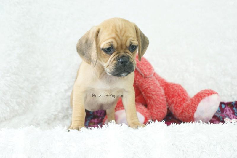 Raisin Puggle Rockin R Puppies
